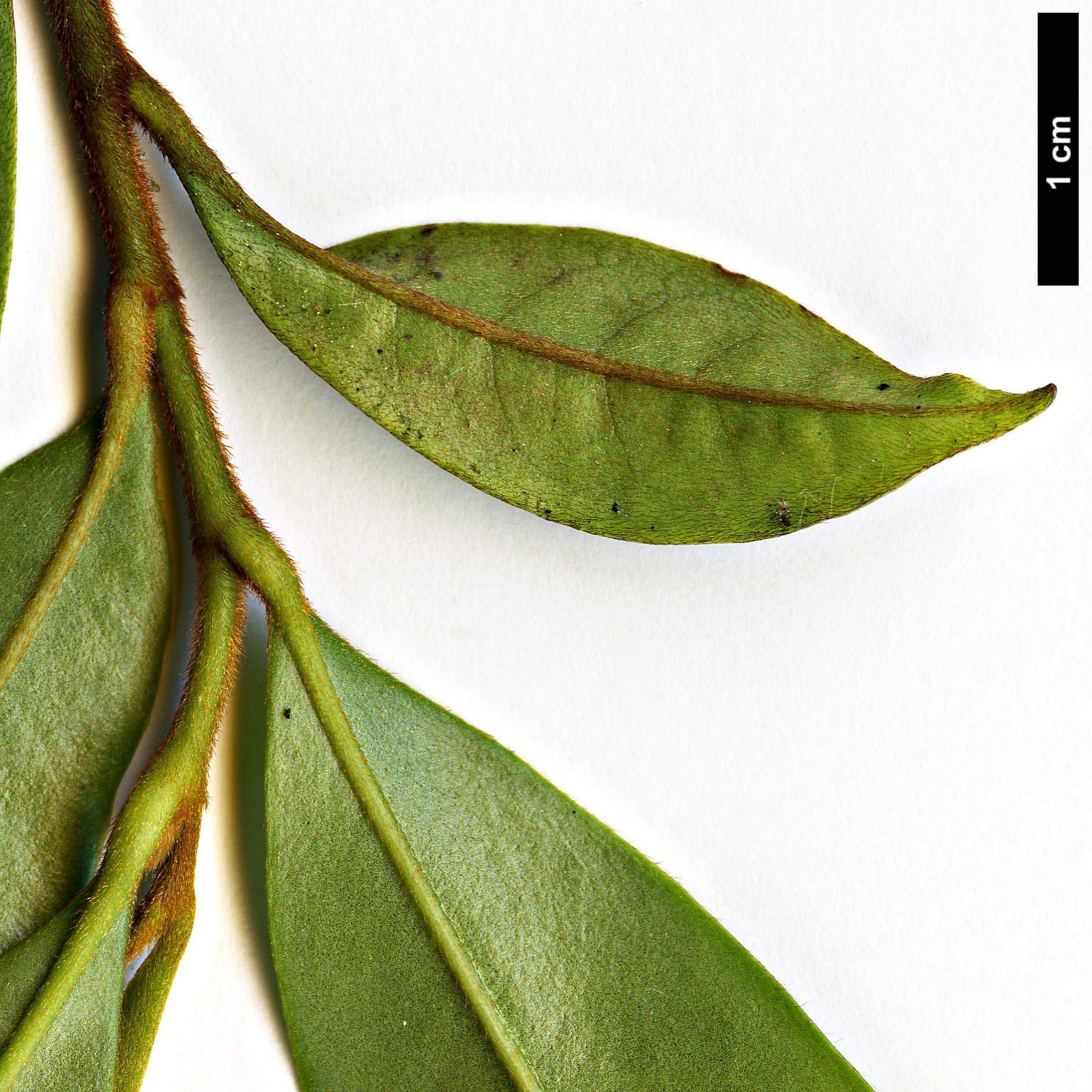 High resolution image: Family: Magnoliaceae - Genus: Magnolia - Taxon: figo - SpeciesSub: var. crassipes High resolution image: Family: Magnoliaceae - Genus: Magnolia - Taxon: figo - SpeciesSub: var. crassipes